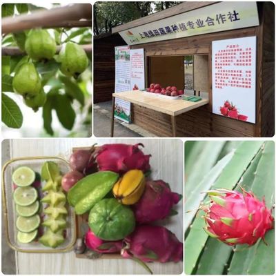 金山區新增三家全國休閑農業與鄉村旅游精品企業，蔬果專業合作社引領農旅融合新風尚