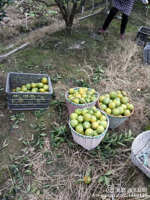樂清清江上埠頭 金秋柑香滿園，專業合作社引領致富路